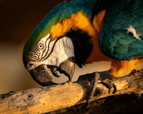 Tropical Bird 4K Wallpaper · animals · 3840×3072