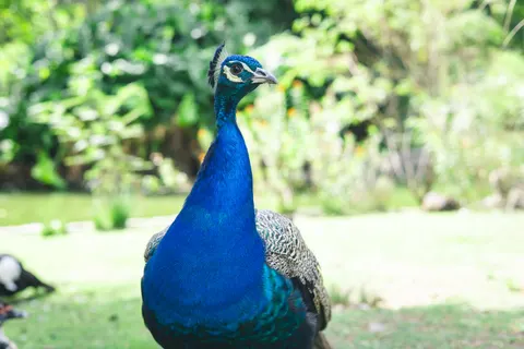 خلفية طائر استوائي بدقة 4K · animals · 3840×2560