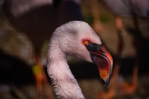 Fondo de pantalla Ave tropical 4K · animals · 3840×2561
