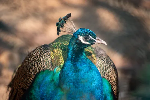 خلفية طائر استوائي بدقة 4K · animals · 3840×2563