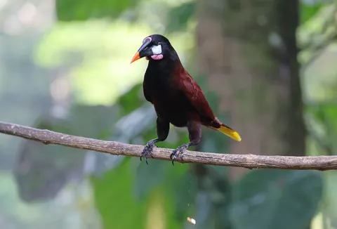 Tropical Bird 4K Wallpaper · animals · 3840×2604