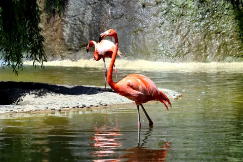 Tropical Bird 4K Wallpaper · animals · 3840×2560
