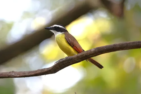 Tropical Bird 4K Wallpaper · animals · 3840×2561