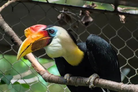 Tropical Bird 4K Wallpaper · animals · 3840×2563