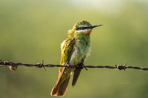 Fond d'écran Oiseau tropical 4K · animals · 3840×2560