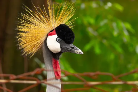 Tropical Bird 4K Wallpaper · animals · 3840×2560