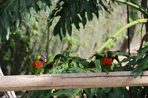 Fondo de pantalla Ave tropical 4K · animals · 3840×2560
