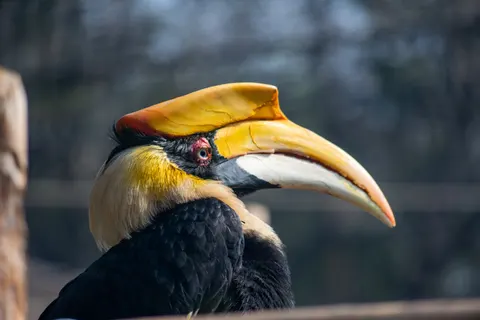 خلفية طائر استوائي بدقة 4K · animals · 3840×2563