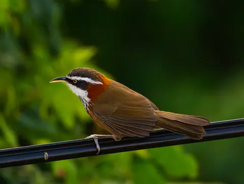 Tropischer Vogel 4K Hintergrundbild · animals · 3840×2892