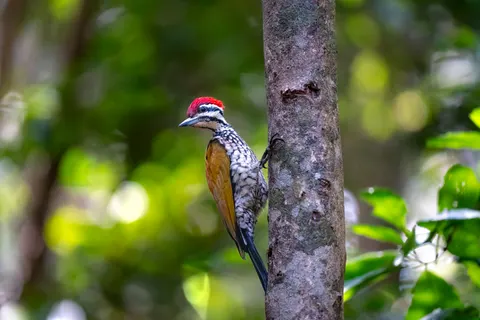 Tropischer Vogel 4K Hintergrundbild · animals · 3840×2560