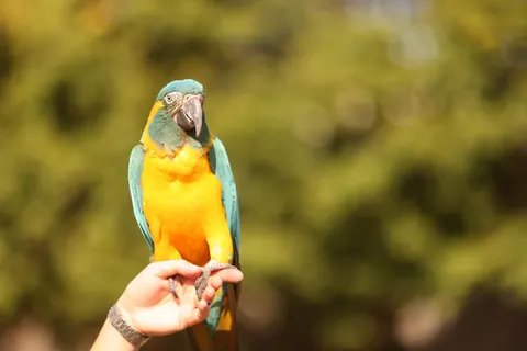 Papel de parede Ave tropical 4K · animals · 3840×2561