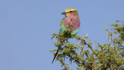 Tropischer Vogel 4K Hintergrundbild · animals · 3840×2160
