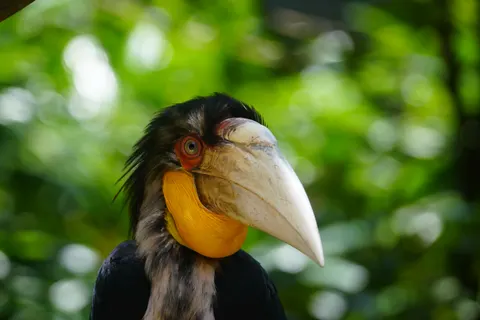 Tropical Bird 4K Wallpaper · animals · 3840×2561