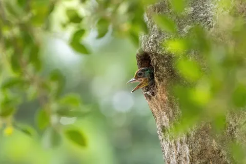 Tropical Bird 4K Wallpaper · animals · 3840×2560