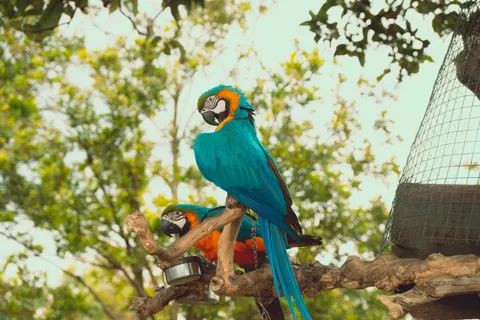 خلفية طائر استوائي بدقة 4K · animals · 3840×2560