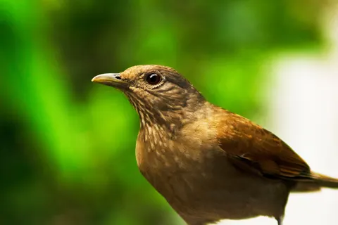 Tropical Bird 4K Wallpaper · animals · 3840×2560