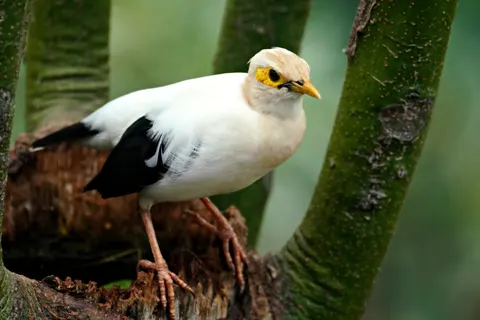 Papel de parede Ave tropical 4K · animals · 3840×2560