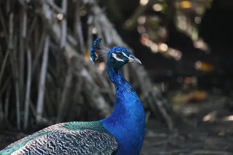 خلفية طائر استوائي بدقة 4K · animals · 3840×2560
