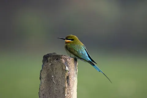 Tropical Bird 4K Wallpaper · animals · 3840×2560