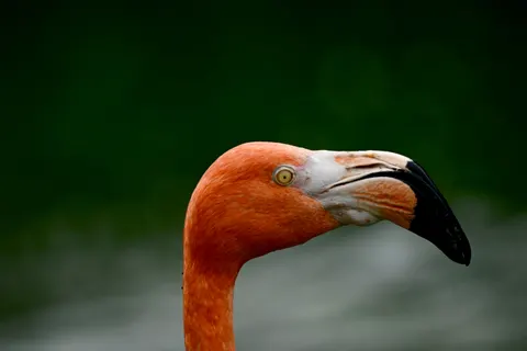 Fond d'écran Oiseau tropical 4K · animals · 3840×2563