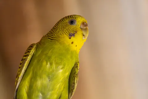 Tropischer Vogel 4K Hintergrundbild · animals · 3840×2560