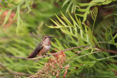 Tropischer Vogel 4K Hintergrundbild · animals · 3840×2560