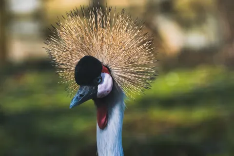 Fond d'écran Oiseau tropical 4K · animals · 3840×2560