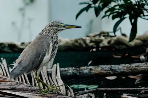 Fond d'écran Oiseau tropical 4K · animals · 3840×2560