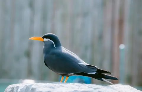 Fond d'écran Oiseau tropical 4K · animals · 3840×2487