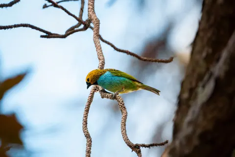 Tropical Bird 4K Wallpaper · animals · 3840×2560