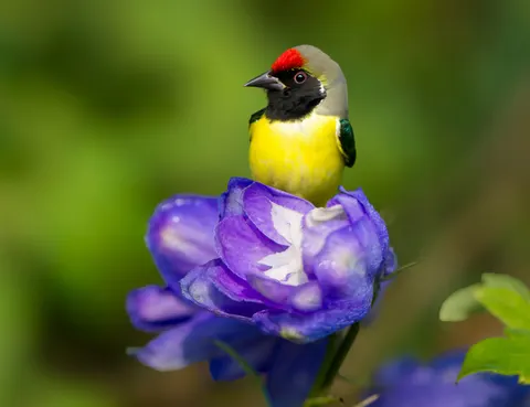 خلفية طائر استوائي بدقة 4K · animals · 3840×2951