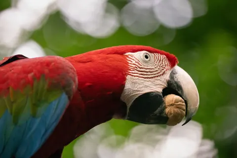 Tropischer Vogel 4K Hintergrundbild · animals · 3840×2560