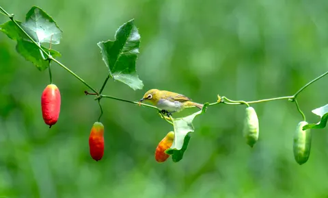 Tropischer Vogel 4K Hintergrundbild · animals · 3840×2310