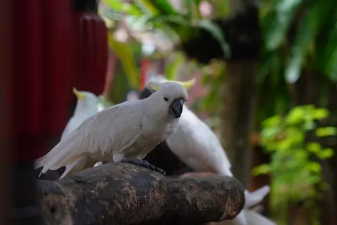 Fond d'écran Oiseau tropical 4K · animals · 3840×2561