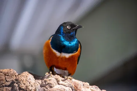 Fond d'écran Oiseau tropical 4K · animals · 3840×2560