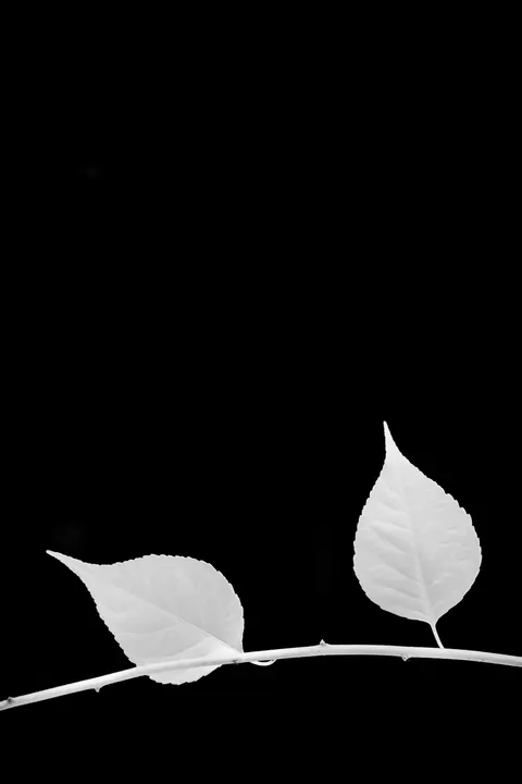 سیاه خالص والپیپر موبایل · amoled · 1440×2160