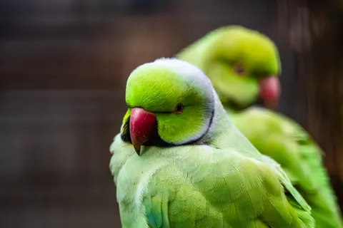 Tropischer Vogel 4K Hintergrundbild · animals · 3840×2560