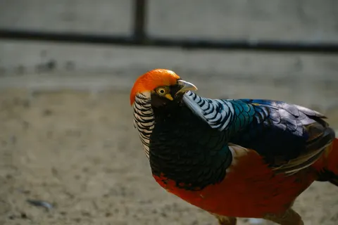 Обои Тропическая птица 4K · animals · 3840×2560