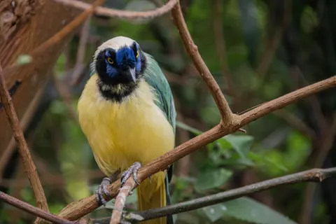 Fond d'écran Oiseau tropical 4K · animals · 3840×2560
