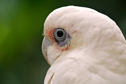 Tropical Bird 4K Wallpaper · animals · 3840×2560