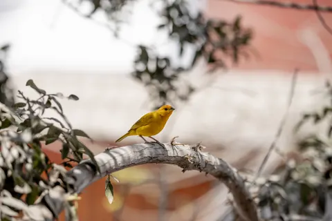 خلفية طائر استوائي بدقة 4K · animals · 3840×2560