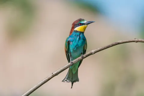 Tropical Bird 4K Wallpaper · animals · 3840×2560
