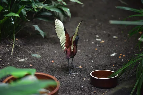 Tropischer Vogel 4K Hintergrundbild · animals · 3840×2563
