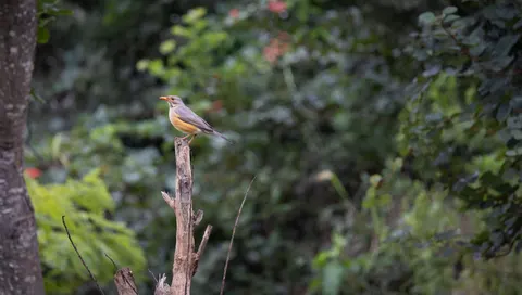 Tropical Bird 4K Wallpaper · animals · 3840×2180