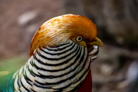 Fond d'écran Oiseau tropical 4K · animals · 3840×2560