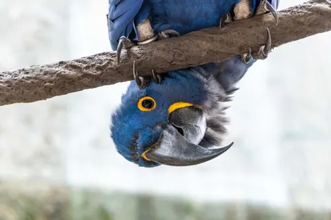 Tropical Bird 4K Wallpaper · animals · 3840×2560