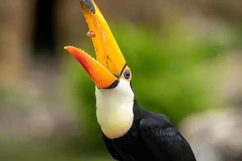 南国の鳥 4K壁紙 · animals · 3840×2560