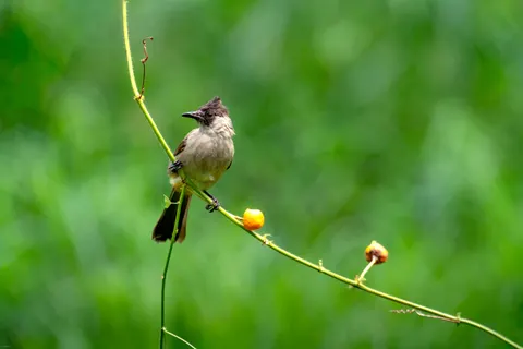 Tropical Bird 4K Wallpaper · animals · 3840×2560