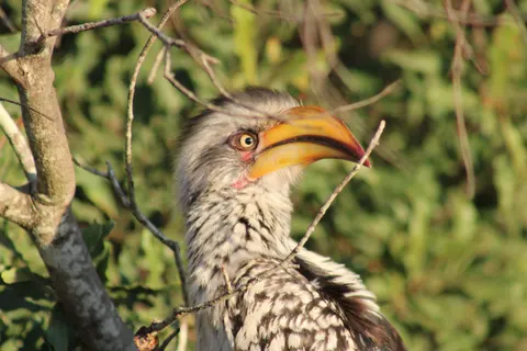 Tropical Bird 4K Wallpaper · animals · 3840×2560