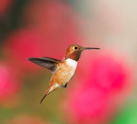 热带鸟 4K壁纸 · animals · 3840×3489